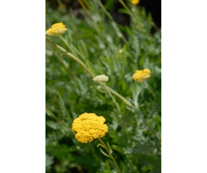 Coronation Gold Yarrow